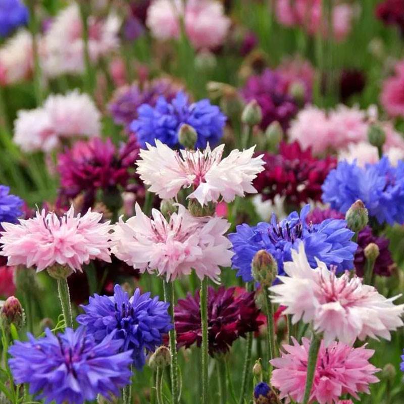 矢车菊花种子四季开花园艺绿化植物鲜花种孑耐寒花籽庭院花种籽子