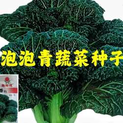 耐寒高产随州泡泡青种子皱叶黑白菜 黑油白菜种子 阳台种盆栽四季