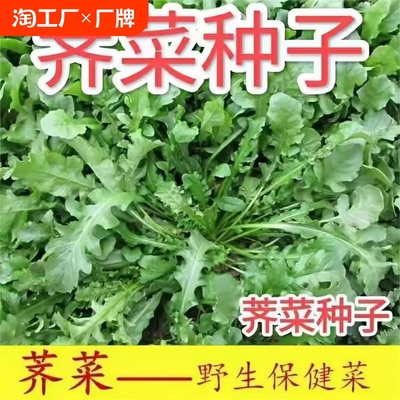 荠菜种籽老品野生大叶子小
