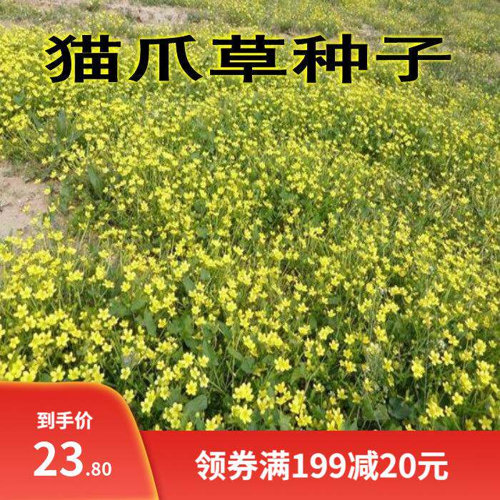 野生新采材 猫爪草种子猫爪草种籽 猫爪儿草子三散草盆栽