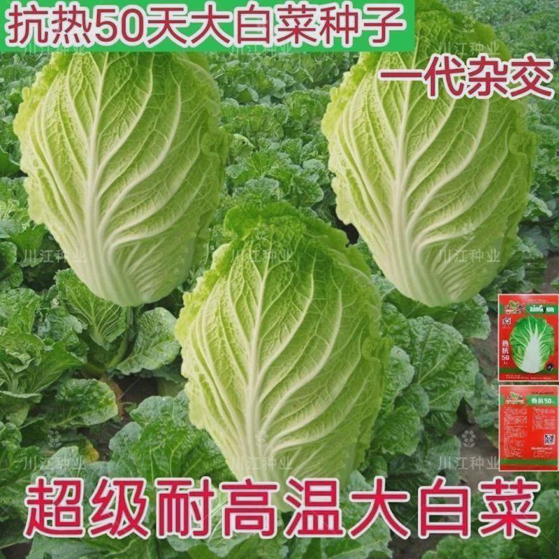 抗热50天白菜种子夏季大耐