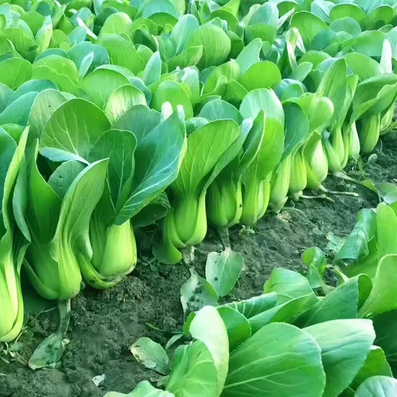 上海青种子蔬菜种籽孑鸡毛菜青菜小白菜四季易种阳台菜园高产