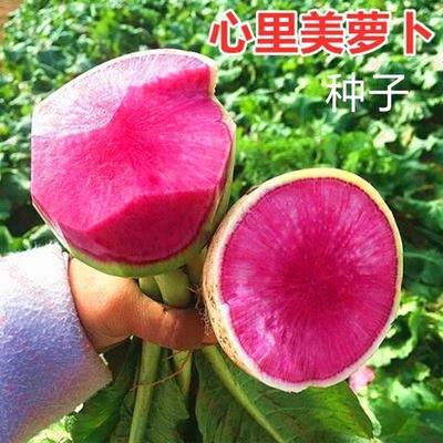 心里美红萝卜种子籽孑四季