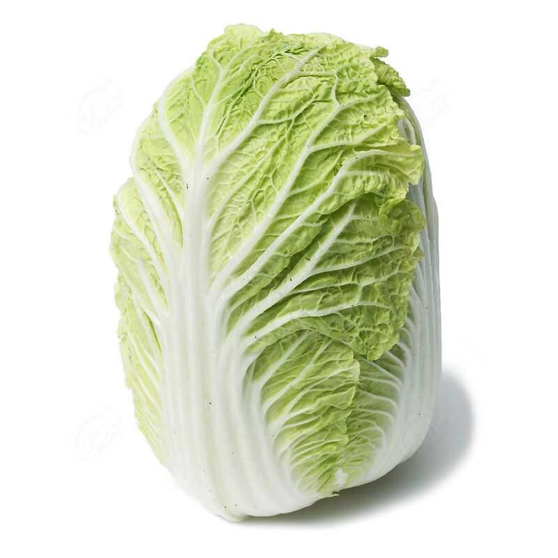 早熟五号白菜种子50天大全