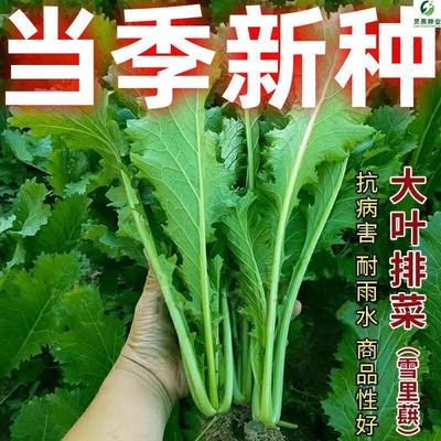 大叶雪里红种子高杆蕻菜春