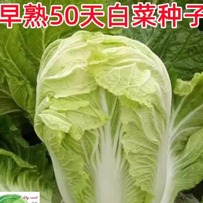 早熟五号白菜种子50天大全