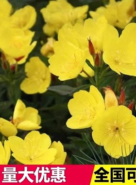 黄色月见草种子四季播开花易活多年生待宵草花种籽庭院阳台盆栽苗