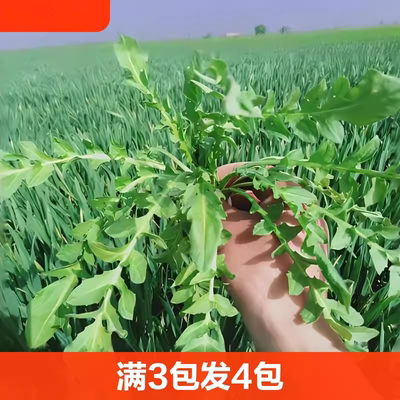 纯野生荠菜种子四季播籽阳