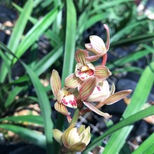 兰花苗 大凤素 建兰四季兰浓香兰花夏季带花苞绿植物花卉盆栽客厅