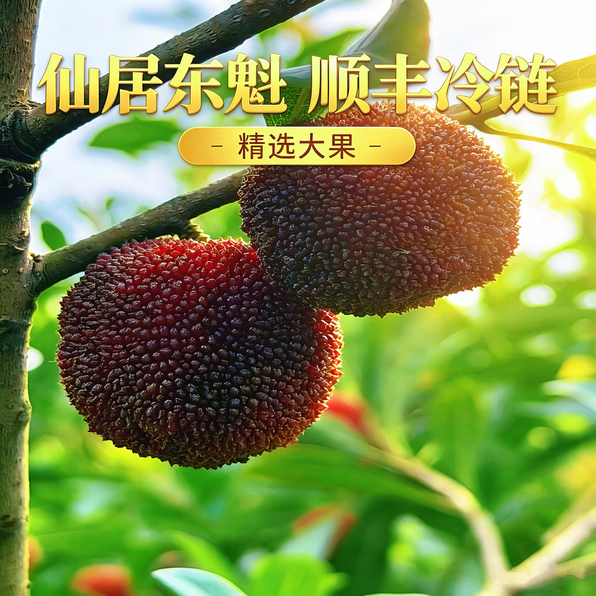 浙江仙居新鲜东魁大杨梅不泡药现摘现发孕妇当季水果鲜果顺丰空运
