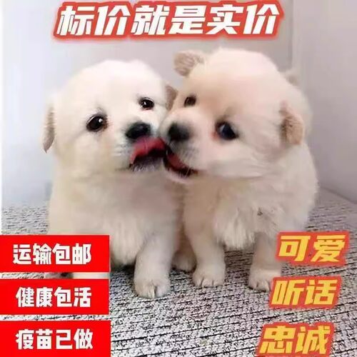 中华田园犬土狗拉布拉多比熊博美泰迪混血犬大黄狗黑狗看家护院犬