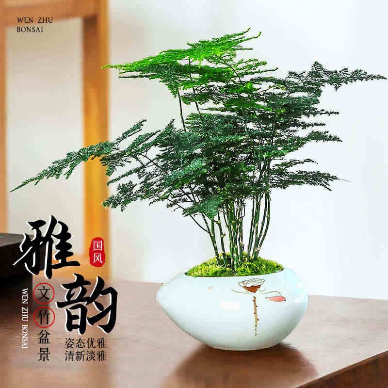文竹盆栽茶桌摆件水培竹子绿植物盆景茶室办公桌文松造景高端花卉图片