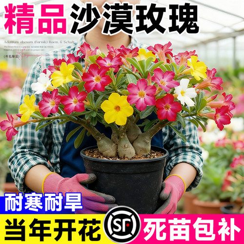 沙漠玫瑰盆栽重瓣老桩室内阳台