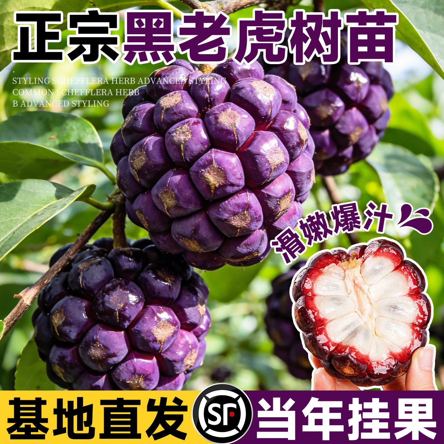 黑老虎树苗紫黑布福娜果苗大血藤果盆栽地栽爬藤当年结果恶魔果实