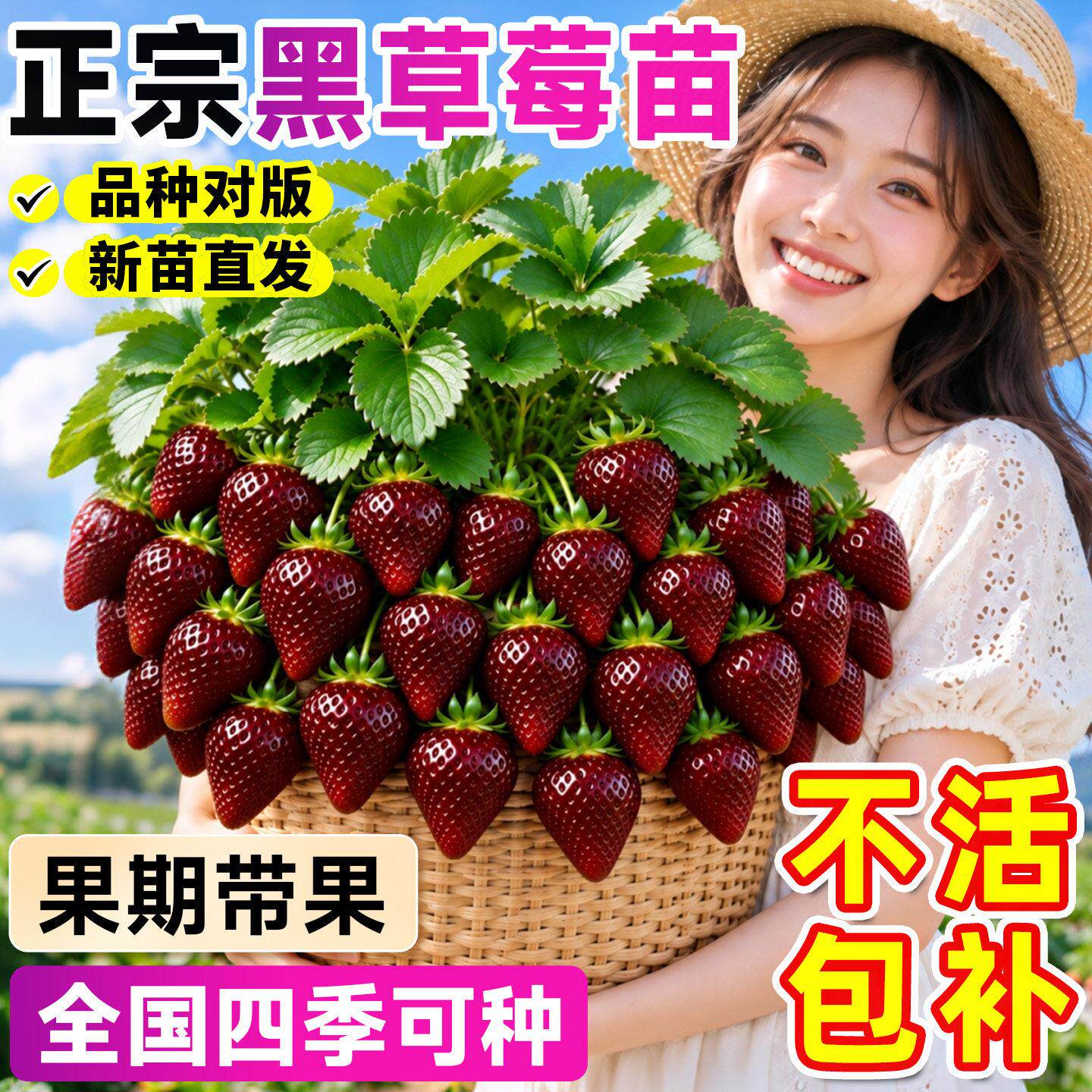 精品黑珍珠大草莓苗特大号正宗脱毒新苗玄玉奶油带盆带土四季结果