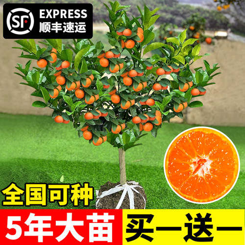 沙糖桔树苗地栽盆南方北种植