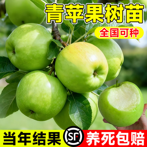 矮化苹果树苗当年结果盆栽地栽