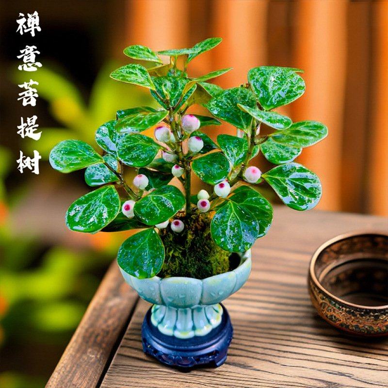 一件代发禅意小盼菩提树室内苔藓球茶桌面花卉办公桌养护微盆景绿,鲜花速递/花卉仿真/绿植园艺,绿植,淘宝优惠券,粉丝福利购,淘宝优惠卷