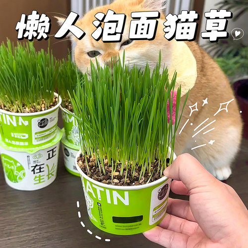 懒人泡面猫草盆栽种子排毛助消化