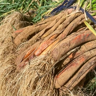 陕北特产榆林米脂县农家自种新鲜山地红葱现挖现发旱地葱羊肉调料