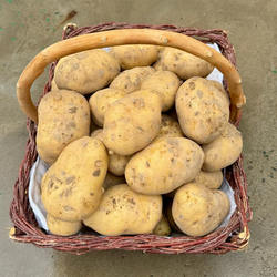 陕北特产榆林米脂县农家自种新鲜夏土豆现挖现发洋芋马铃薯小土豆