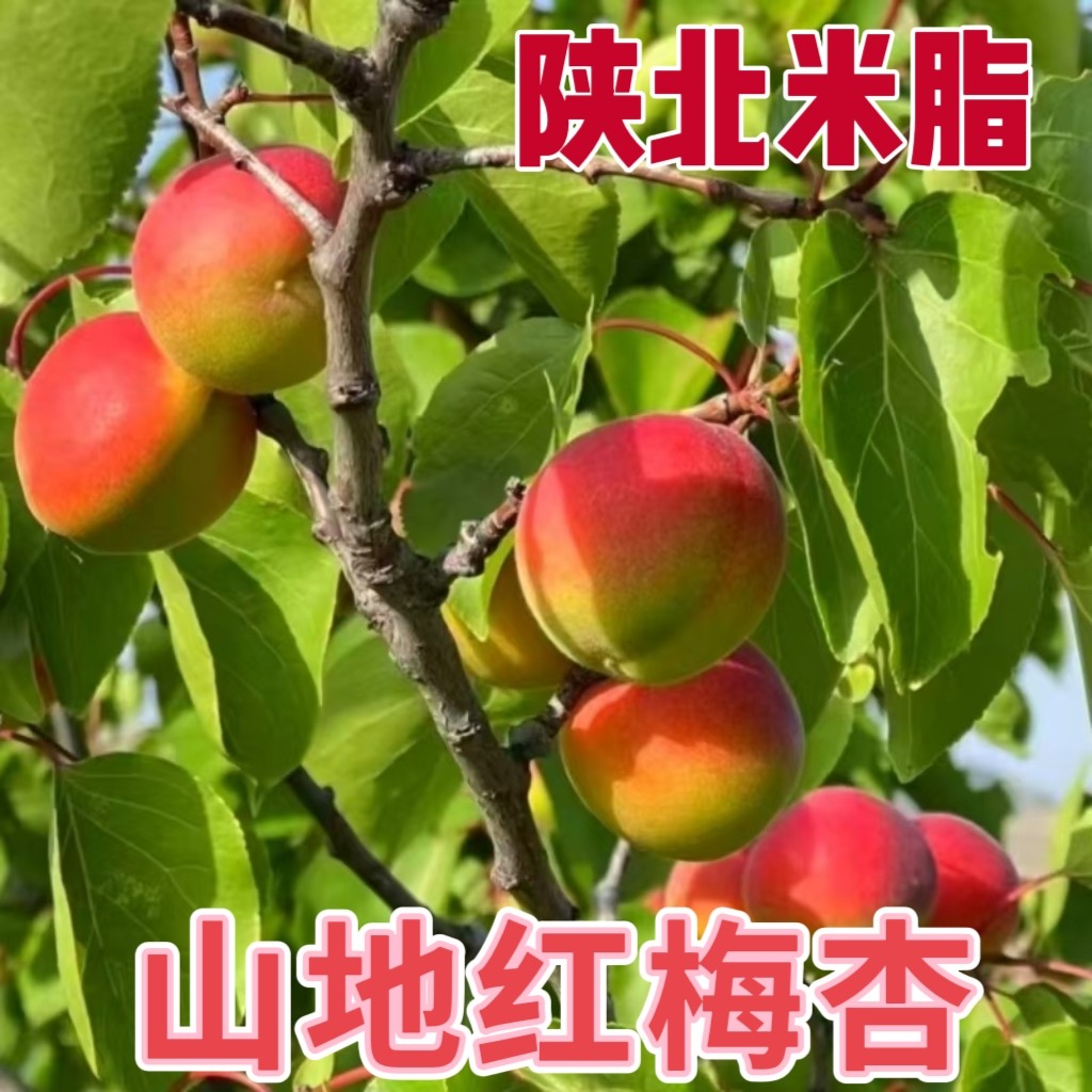 陕北土特产米脂当地红梅杏新鲜水果当季现摘现发山地巴杏