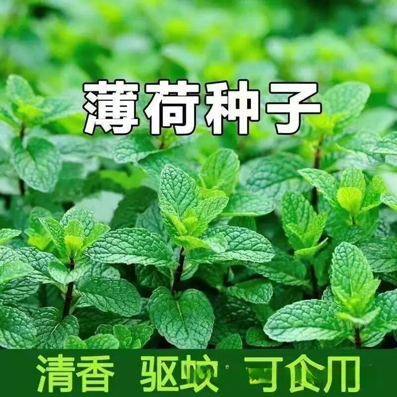 柠檬薄荷种子盆栽四季可食驱蚊图片