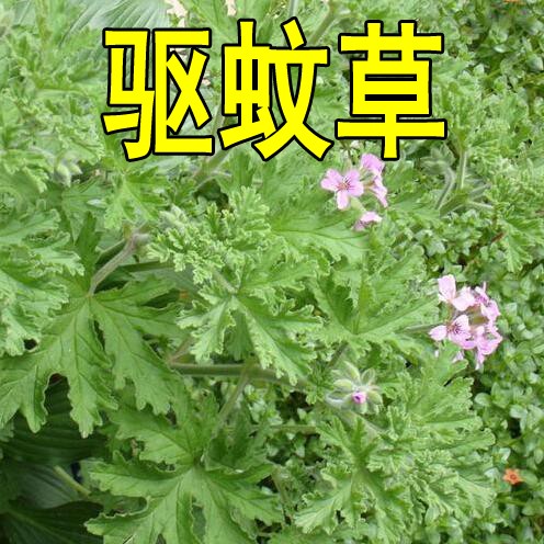 驱蚊草花种籽子庭院室内外