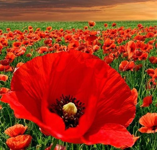 多年生冰岛虞美人花种籽混色红