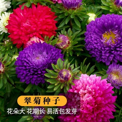 翠菊种子大花好养的花种籽庭院