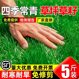 草坪草籽四季常青庭院免修剪地毯草耐寒耐旱护坡狗牙根黑麦草种籽
