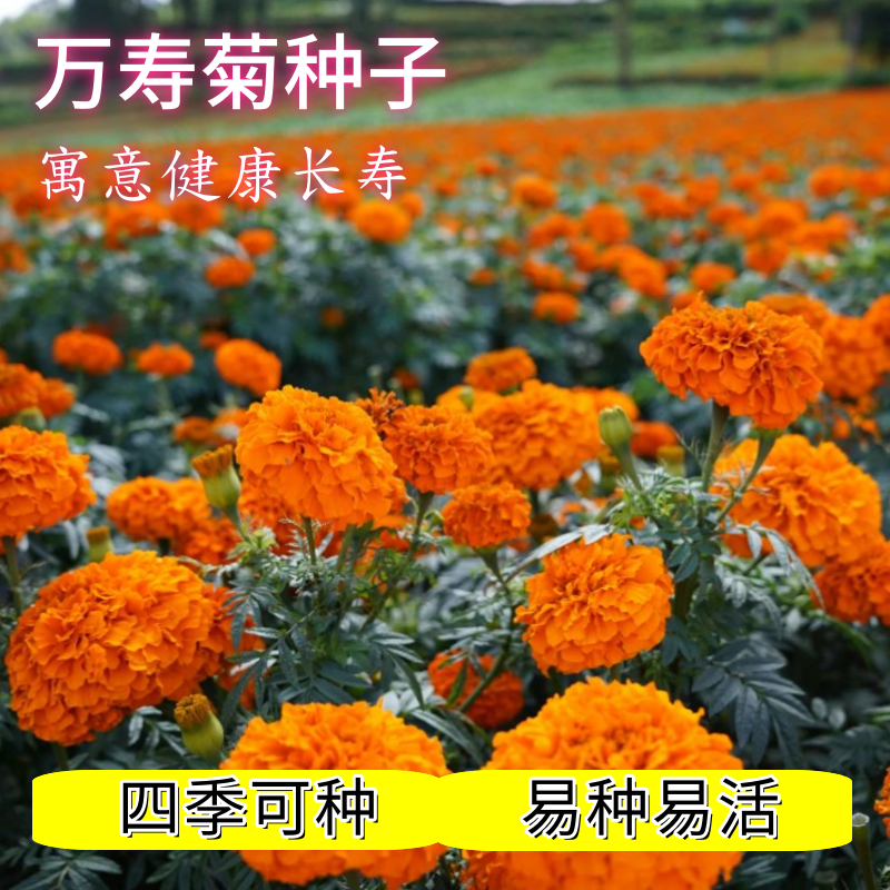 万寿菊种子易开花易活孔雀草花种子臭芙蓉花种籽子重瓣万寿菊孑