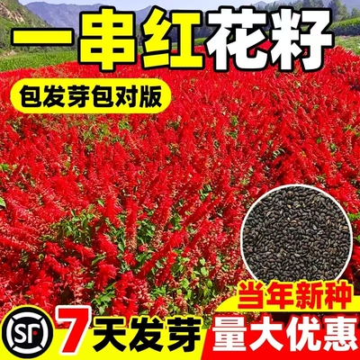 一串红种子矮高串红四季开花易种