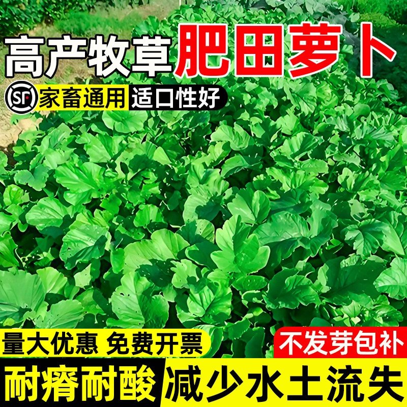 肥田萝卜种子耐寒耐旱天然果园绿肥种籽蜜源固氮抑制杂草畜牧养殖,鲜花速递/花卉仿真/绿植园艺,家庭园艺种子,淘宝优惠券,粉丝福利购,淘宝优惠卷