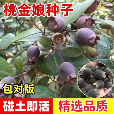 桃金娘种子哆尼仲尼山菍多莲当梨