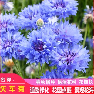 矢车菊种子 庭院阳台花卉绿植观赏花卉种子香草矢车菊花种子混色