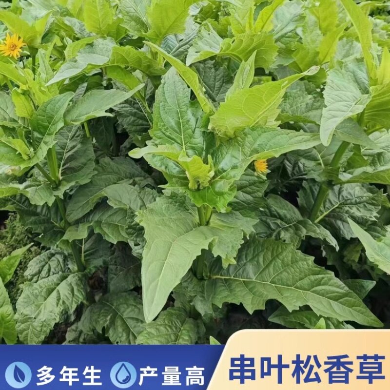串叶松香牧草种子香槟草种籽牧草养殖多年生鸡鸭鹅猪兔高蛋白种苗