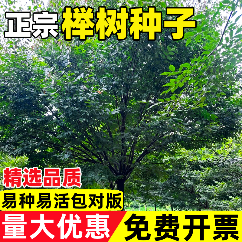 榉树种子红榉树花卉小叶榉树林木种子庭院绿化护坡植物大果榉种子