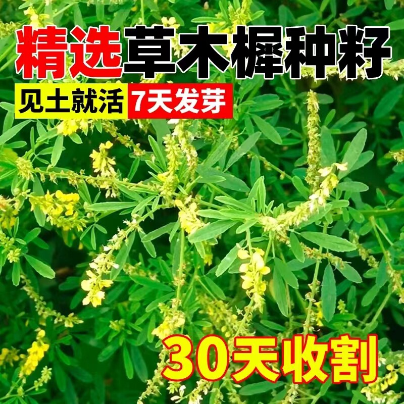 草木樨种子牧草种籽草木犀蜜源