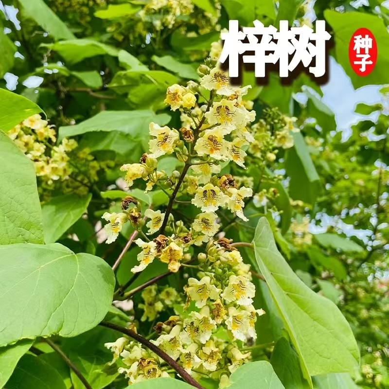 梓树种子 河楸 臭梧桐 黄花楸 水桐楸 木角豆 黄金树种子园林绿化