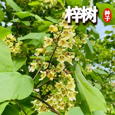 梓树种子河楸臭梧桐黄花楸水桐楸