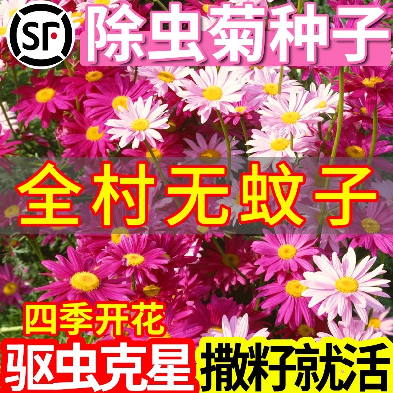 除虫菊花种子室外格桑花种籽子驱蚊驱虫植物花籽一年四季播种开花