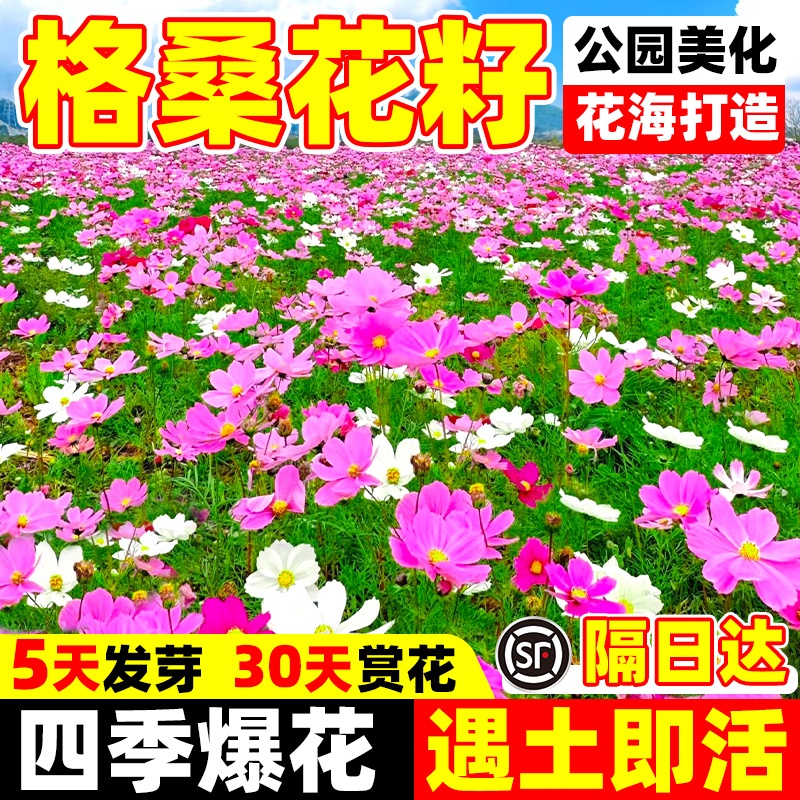 格桑花籽四季播种开花室外庭院野花组合易活七彩太阳花波斯菊种子