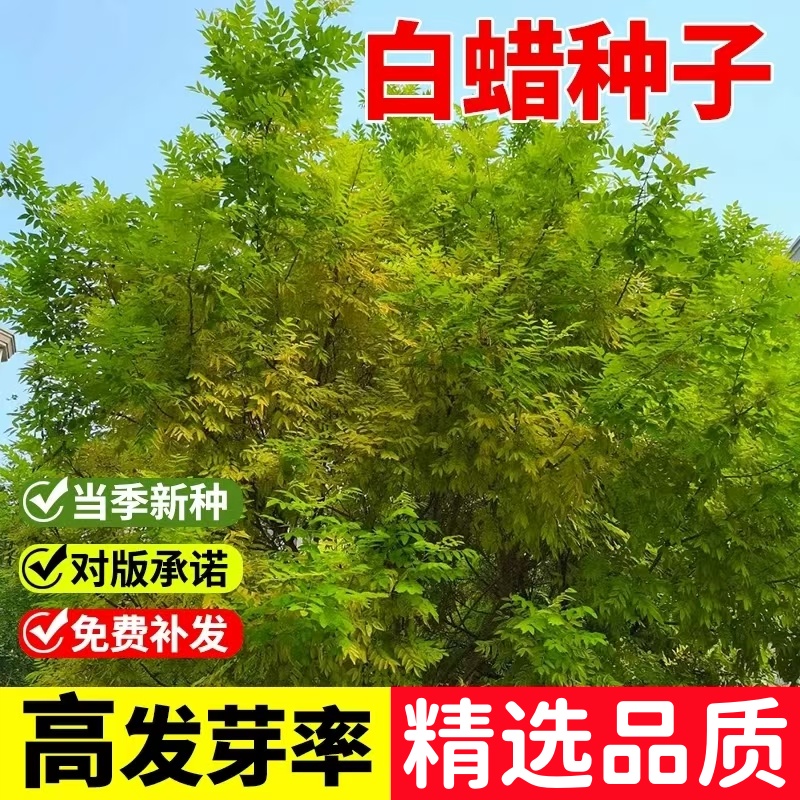 白蜡种子观叶白蜡树大叶小叶金叶