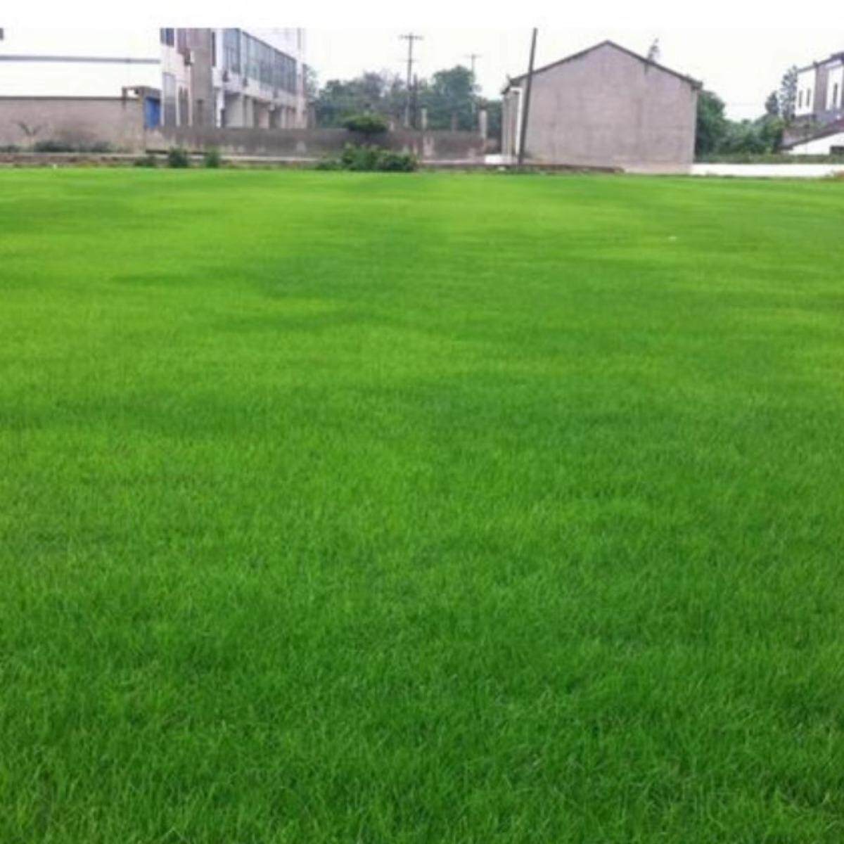 美国四季青草坪种子高羊茅黑麦草草皮种籽耐寒耐践踏绿化护坡草籽