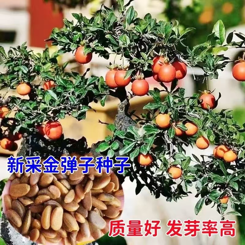 新采金弹子种子川弹子种籽乌柿