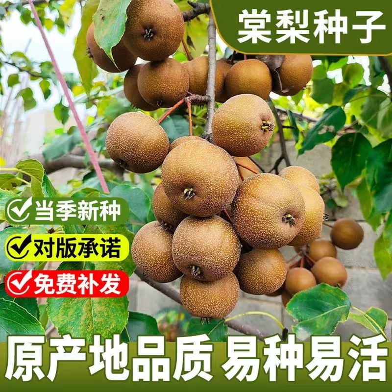 棠梨种子林木种子四季播种杜梨种