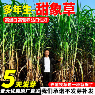 甜象草3号种节无毛皇竹草子种巨菌草四季多年生牧草耐寒冻不死