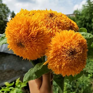 阳台盆栽花卉种籽孑玩具熊向日葵种子太阳花矮生向阳葵花种籽