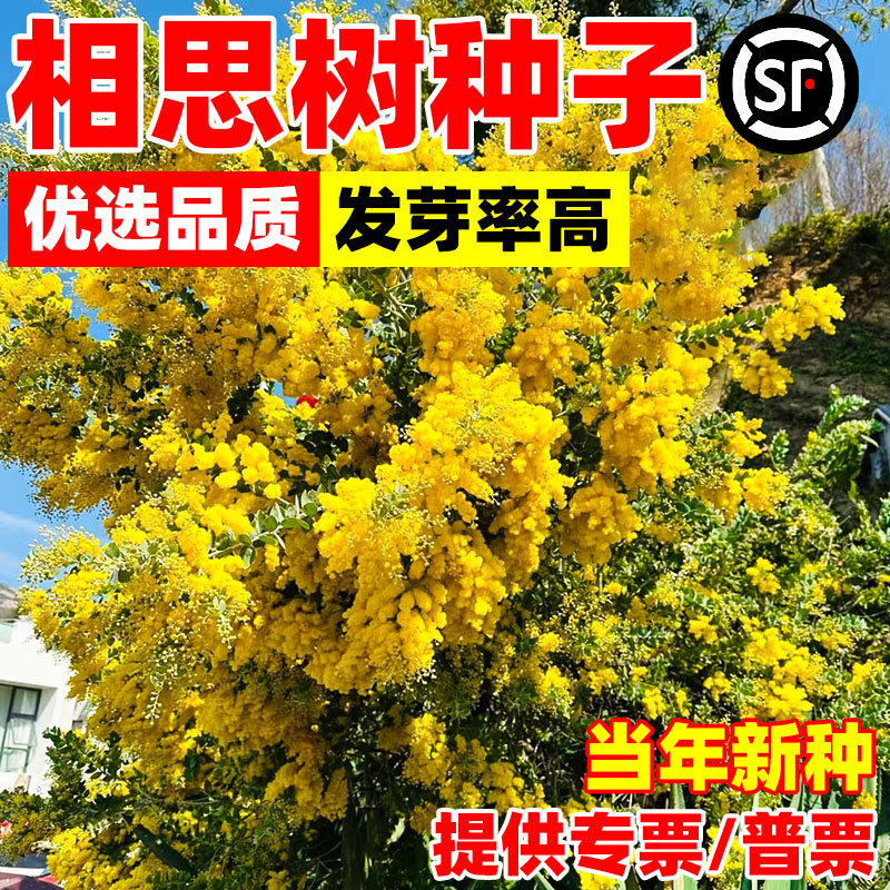 相思树种子假叶豆台湾相思香丝树相思仔台湾柳相思仔种子园林绿化